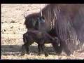 Newborn tibetan yak calf