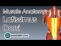 Latissimus Dorsi | Muscle Anatomy