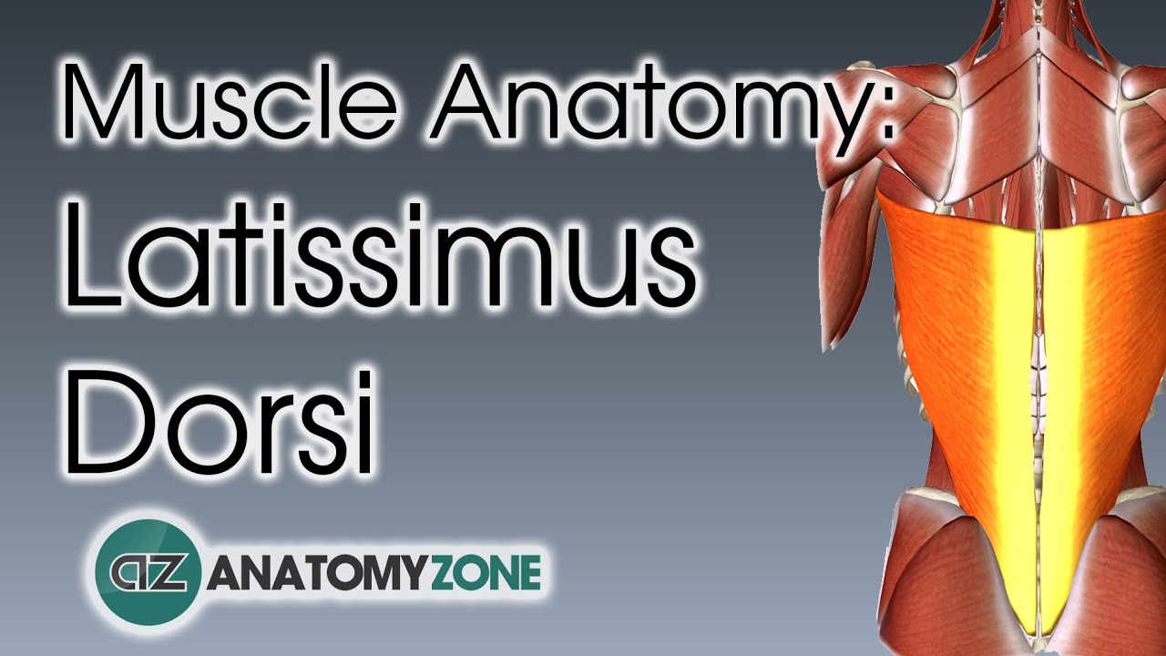 Latissimus Dorsi | Muscle Anatomy - YouTube
