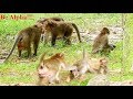 So Terrifying Monkeys Fighting! Fillex cruel Fight Dolly, Skippy and Marcu, Achap fight!