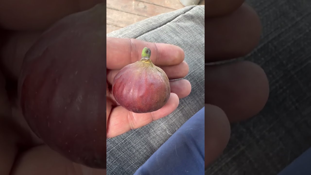 Our First Fig 