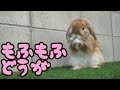 ホーランドロップイヤー癒しのもふもふ動画　 Play with rabbits