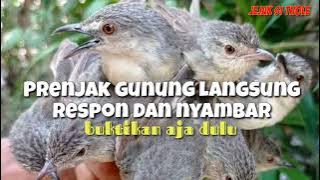 suara pikat prenjak gunung cigun ribut paling ampuh jejak si thole #part 052