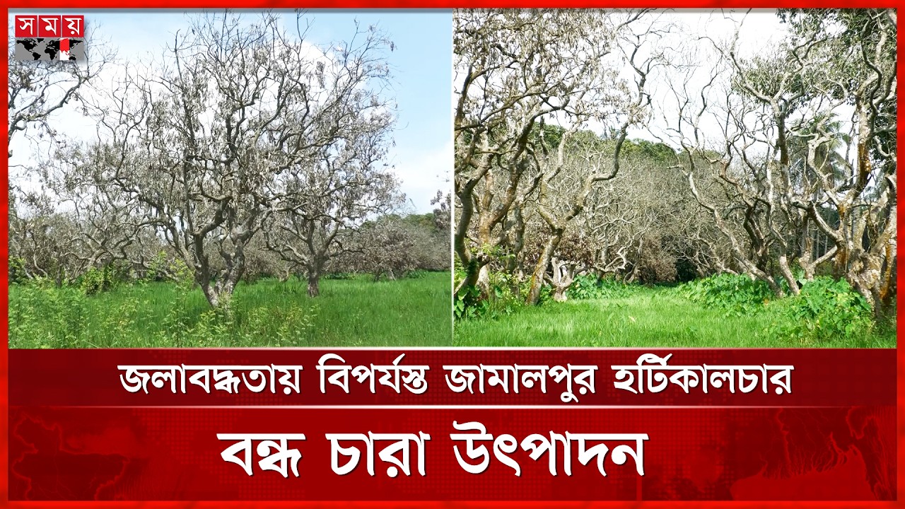 জামালপুরে জলাবদ্ধতায় নষ্ট শতাধিক লিচু গাছ, বন্ধ চারা উৎপাদন | Litchi Cultivation | Jamalpur News