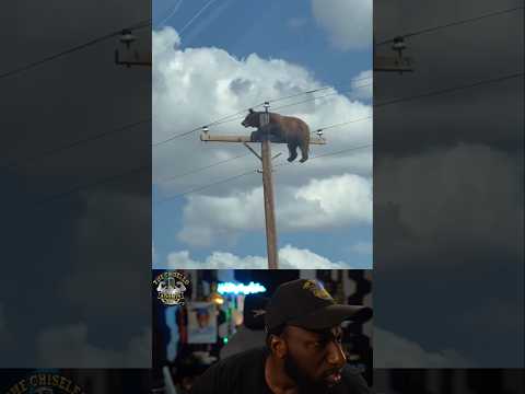 HOW THE HELL DID A BEAR GET UP THERE?!?