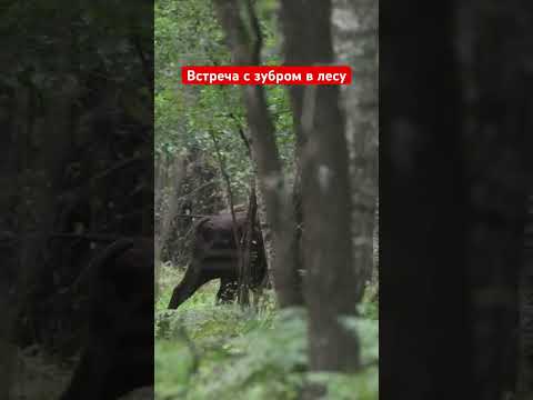 Встреча с зубром в лесу