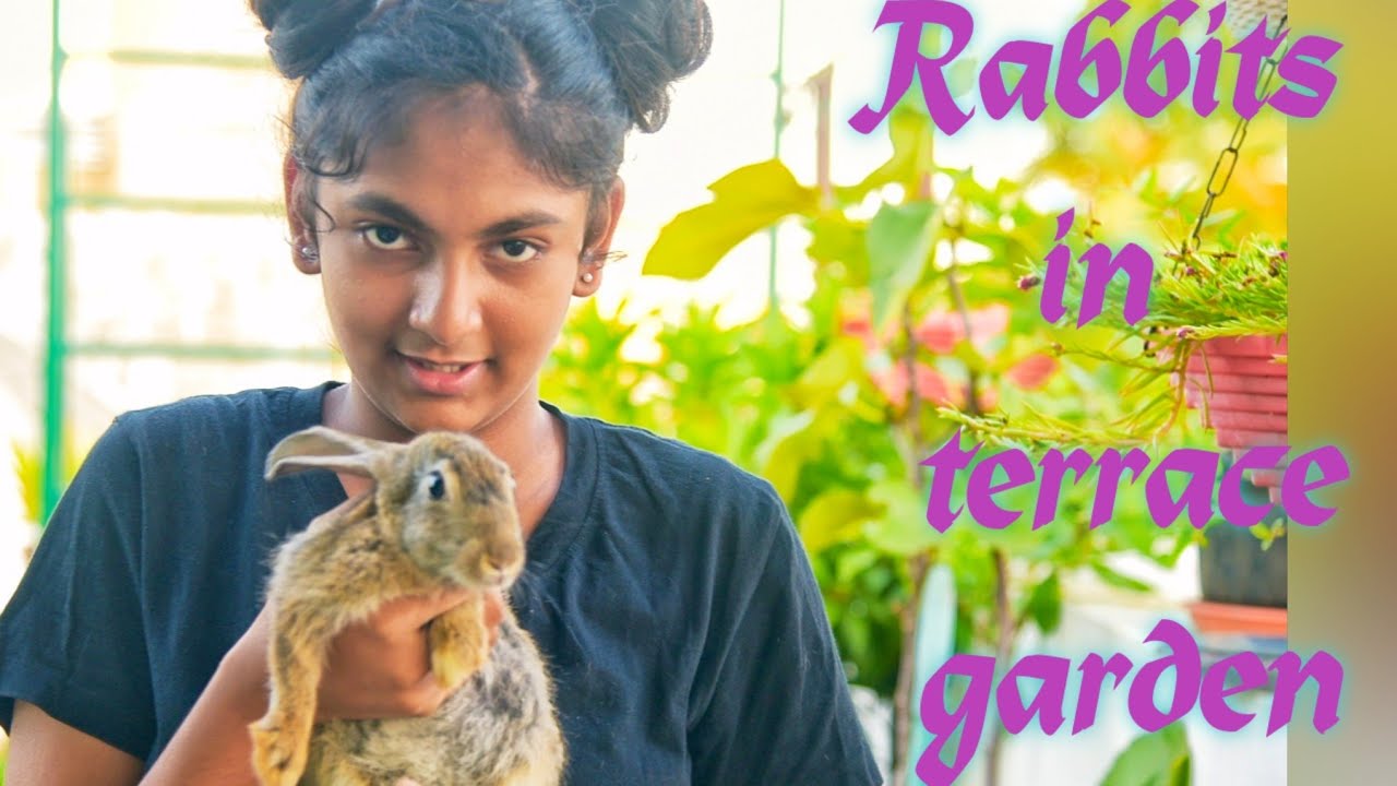Terrace Rabbit Pet friendly garden. | Make your terrace garden rabbit friendly. - YouTube