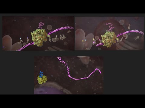 როგორ მუშაობს mRNA ვაქცინა (pfizer)