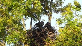 Bald Eagles of Centerport - Caught on Camera - First eagle argument on youtube!
