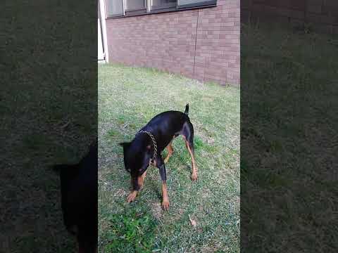 Pinscher　move in an instant！私！消えます！！