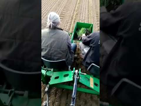 Vidéo: Plantation Hivernale D'oignons