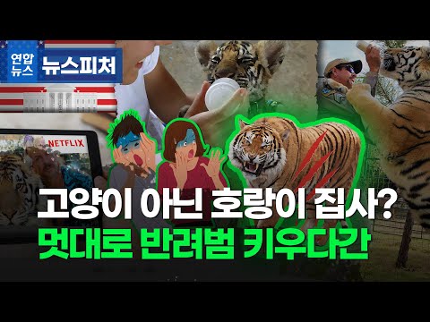 고양이도 아니고 호랑이를 집에서? 이젠 아무나 못키운다는데…/ 연합뉴스 (Yonhapnews)