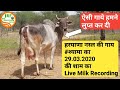 #Yaduvanshi #Gaushala (यदुवंशी गौशाला) -हरयाणा नस्ल ( Haryana Breed) की गायों का संवर्धन केंद्र . 👍