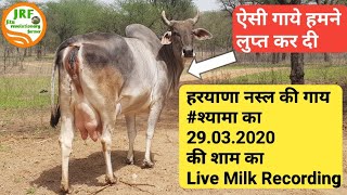 #Yaduvanshi #Gaushala (यदुवंशी गौशाला) -हरयाणा नस्ल ( Haryana Breed) की गायों का संवर्धन केंद्र . 