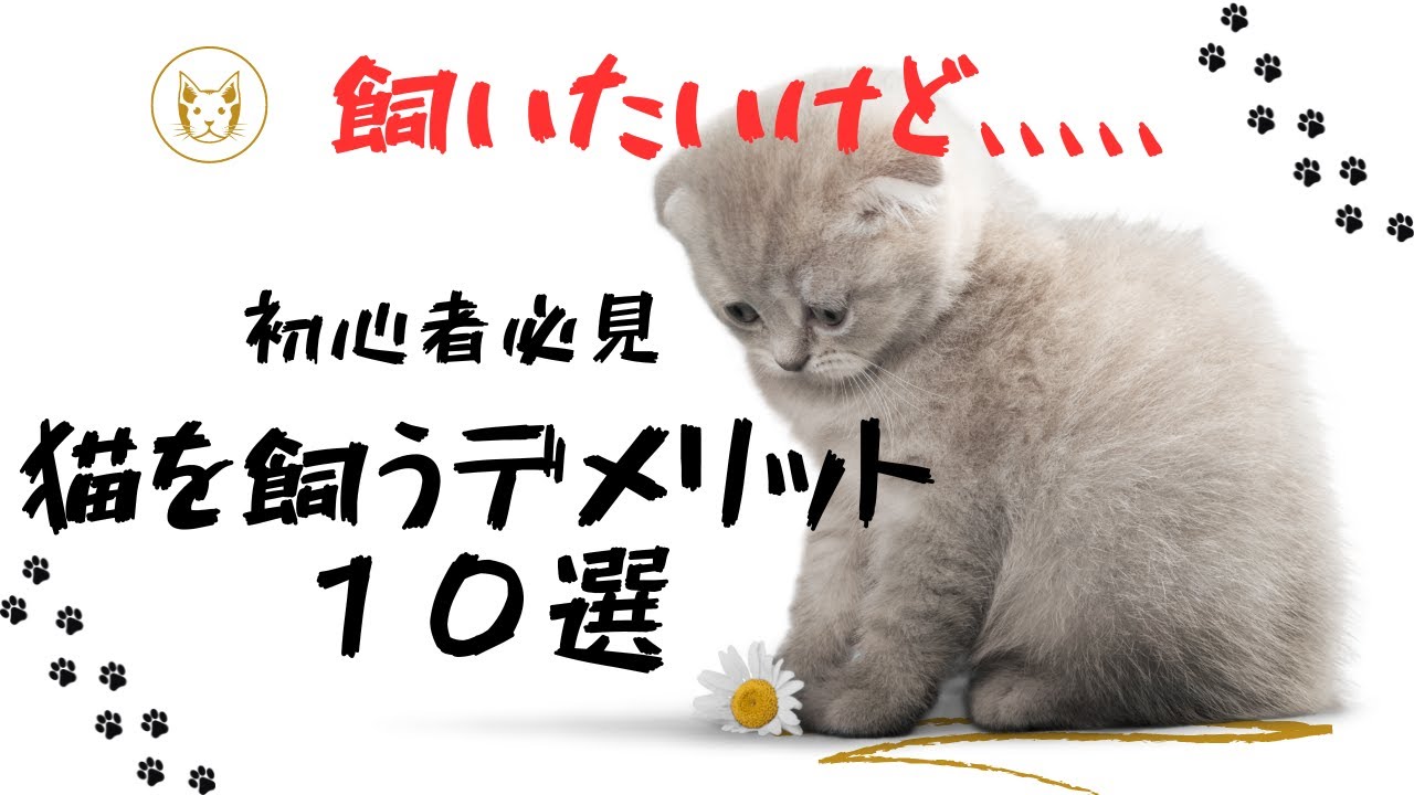猫を飼う前に知っておきたい事 10選 - YouTube