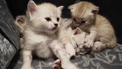 Video 8513881: scottish fold bengal kitten, scottish fold kitten playing, bengal kitten sleeping, bengal enjoying