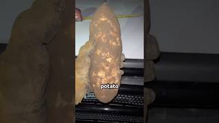 This potato is huge! #farming #potato