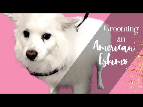 Video: Mini Eskimo Grooming -tyylit