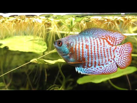 Gourami Feeding