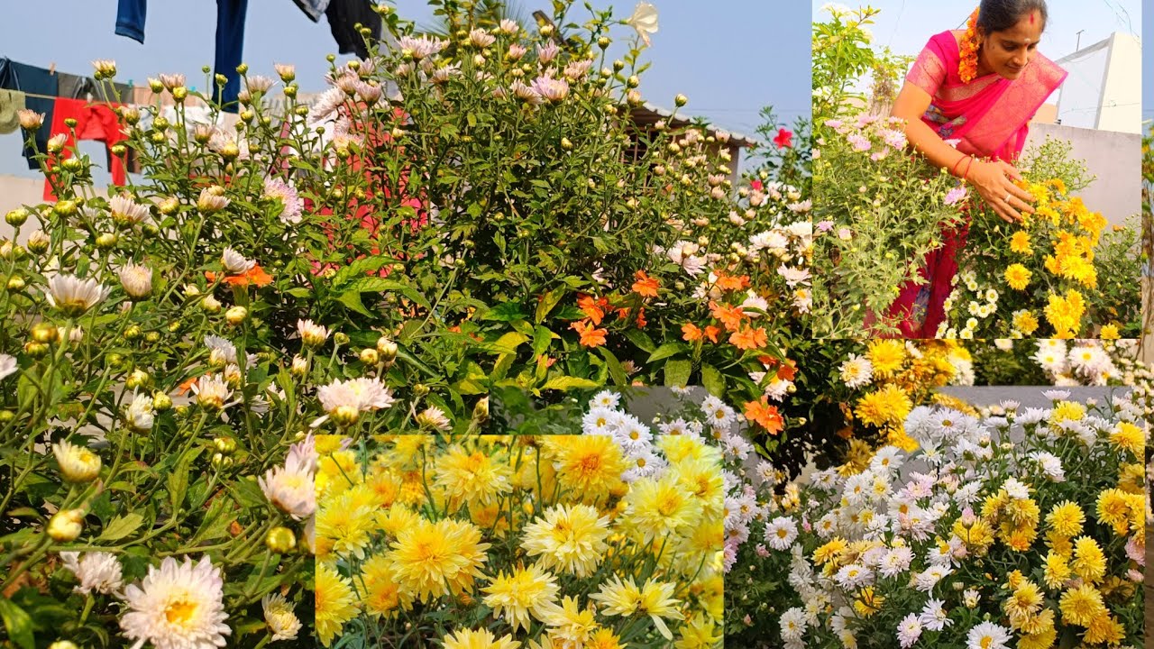 నా టెర్రస్ గార్డెన్ లో ఉన్న మొక్కల్ని చూసేయండి###########