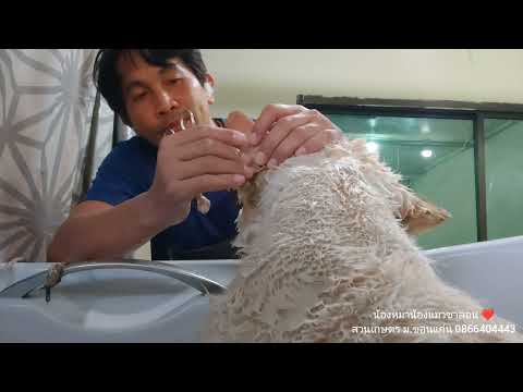 #เชาเชา #อาบน้ำตัดขนสุนัขพันธุ์เชาเชา #ChowChow #ตัดขนเชาเชาขอนแก่น