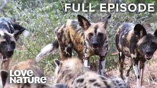 Wild Dogs Battle for Dominance | Wild Dogs Ep102