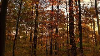 a walk in the woods on a peaceful autumn morning