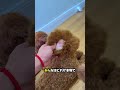 偽の犬を特定する 😳