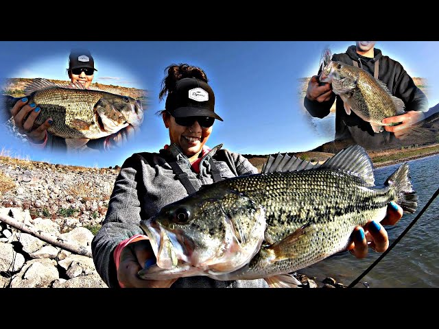 Summer BASS Fishing Colorado (SMASHING BIG BASS) 