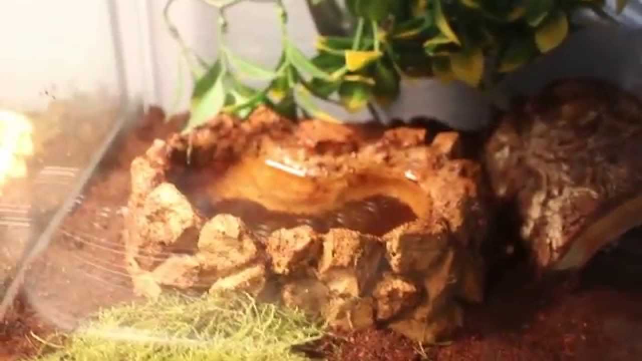 pacman frog 