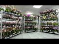 🌸 ПРОДАЖА ОРХИДЕЙ 20.05.2024 Продажа орхидей. Орхидея БАБОЧКА. Огромный ассортимент. Купить орхидею.