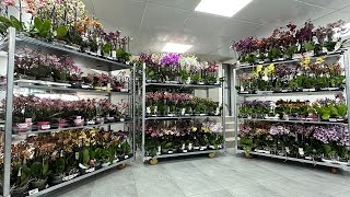 🌸 ПРОДАЖА ОРХИДЕЙ 20.05.2024 Продажа орхидей. Орхидея БАБОЧКА. Огромный ассортимент. Купить орхидею.