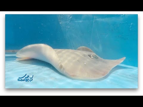 البرنامج البيئي التوعوي كل يوم سمكة حلقة اللخمة الحلقة السابعة