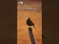 Birds in My Backyard | Backyard Bird Photography with Canon R6 Mark II + RF 800mm F11 | 9 Jan 2026