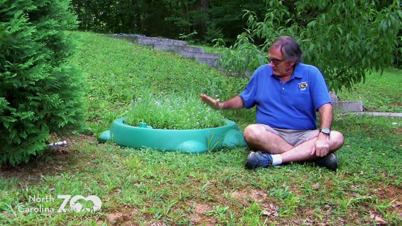 Neighborhood Naturalist: Non-Native Resident Species