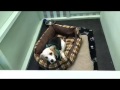 Abbey Dog Day Care - tour of the dog's dens Abbey Dog Day Care - tour of the dog's dens