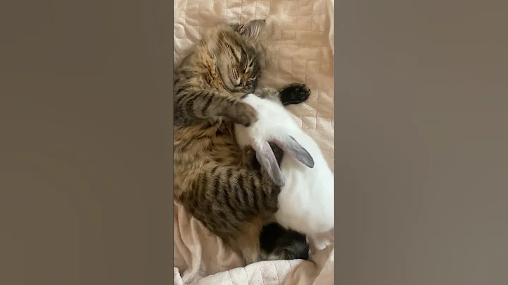 Watch the video about Persian Cat And White Rabbit Sleeping Together || Animals || Shorts ||