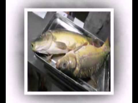 וִידֵאוֹ: הפרעות זימים סביבתיות בדגים
