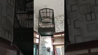 Download Lagu srdc gacor nyuling d malam hari MP3