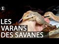 TUTO et PRESENTATION : varan des savanes (Varanus exanthematicus)