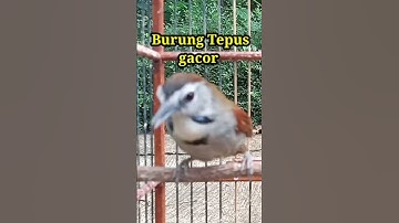 Burung Tepus gacor