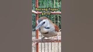 Burung Tepus gacor