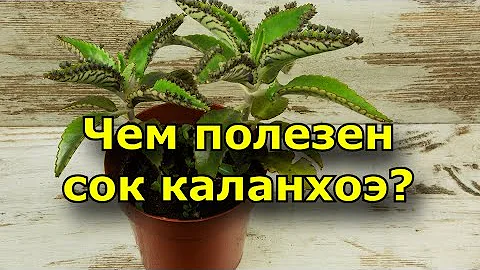 Чем полезен сок каланхоэ? Свойства каланхоэ