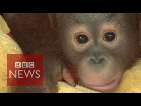 Orangutans at risk in Indonesia fires – BBC News