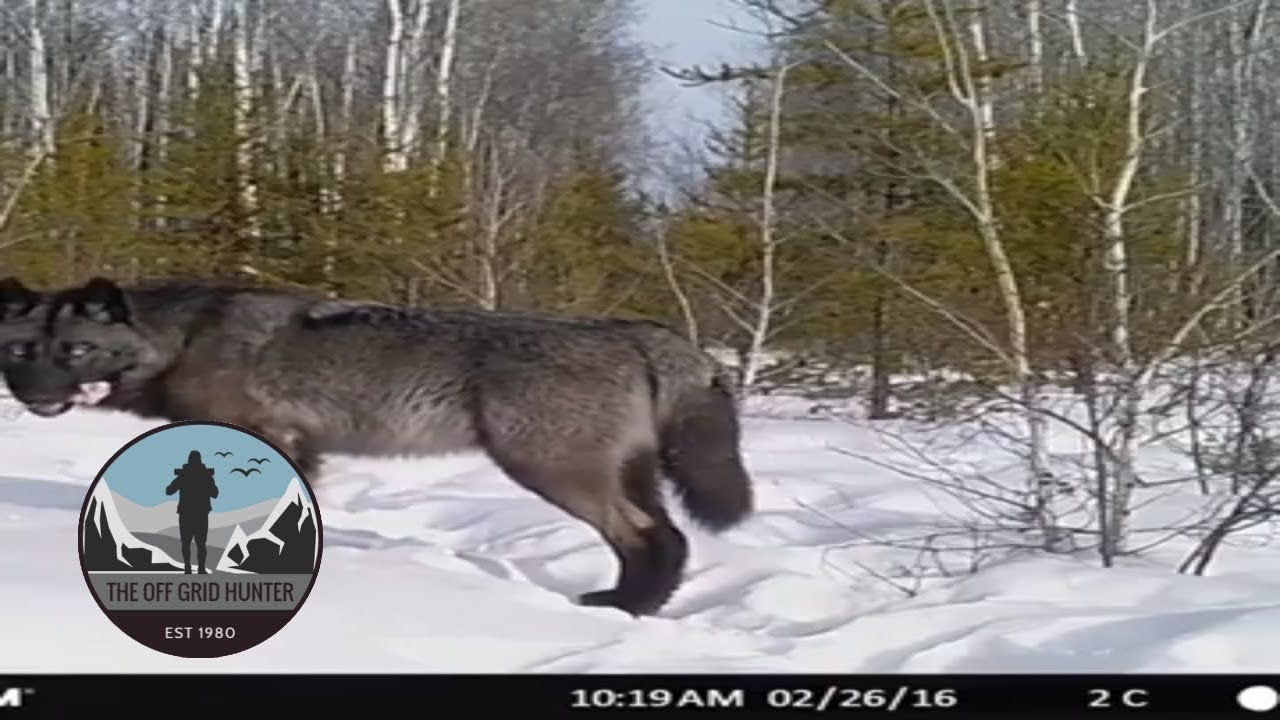 Epic Clash Massive Wolf vs Brave Dog Showdown!" YouTube