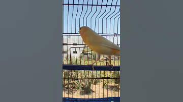 نداء انثى الكناري رائع 