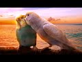 Beautiful relaxing music for budgies  piano music to calm your pet