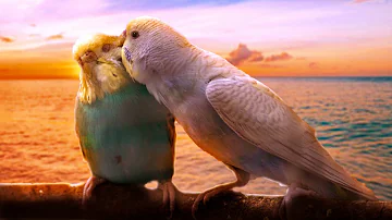 Beautiful Relaxing Music for Budgies - Piano Music to Calm Your Pet