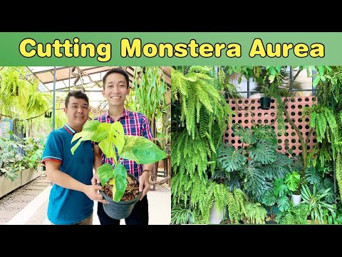 Video: Monstera Hấp Dẫn