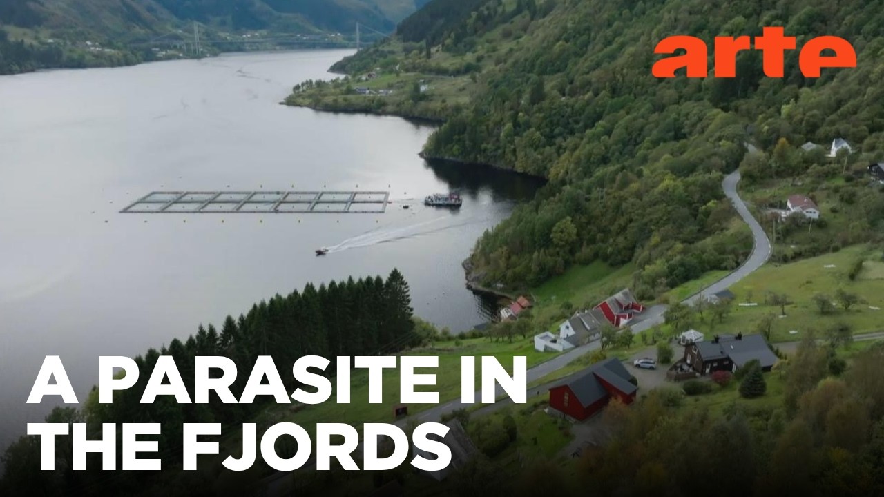 Norway's Salmon Crisis | ARTE.tv Documentary